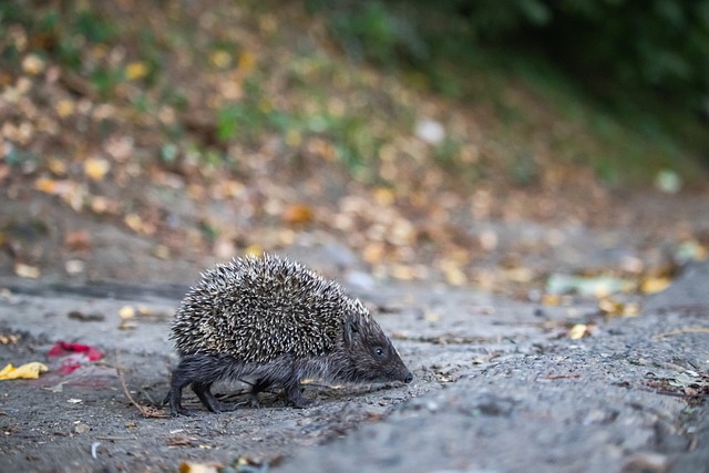 篮球文化中 篮球文化中
